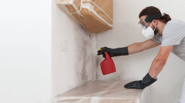 Professional Bathroom Mold Removal technician working in Roanoke, IL