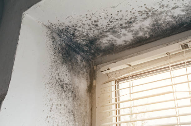Affordable Bathroom Mold Removal solutions in Roanoke, IL