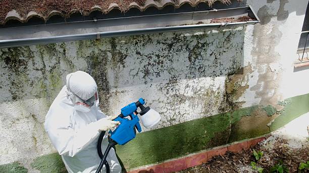 Top rated local Bathroom Mold Removal specialists in Roanoke, IL